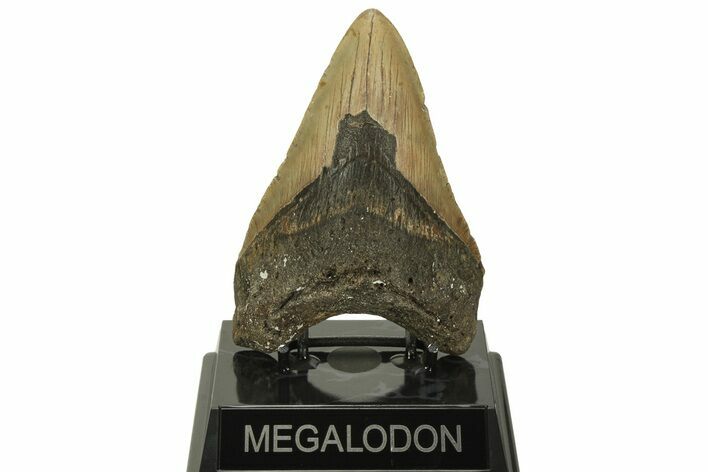 Fossil Megalodon Tooth - North Carolina #219944